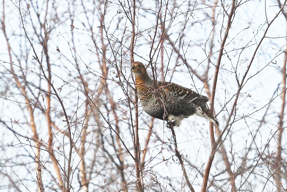 Хар хур - ML643928955