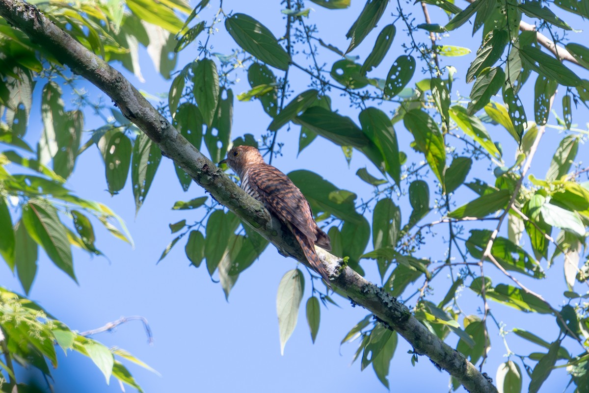 Sunda Cuckoo - ML643928956