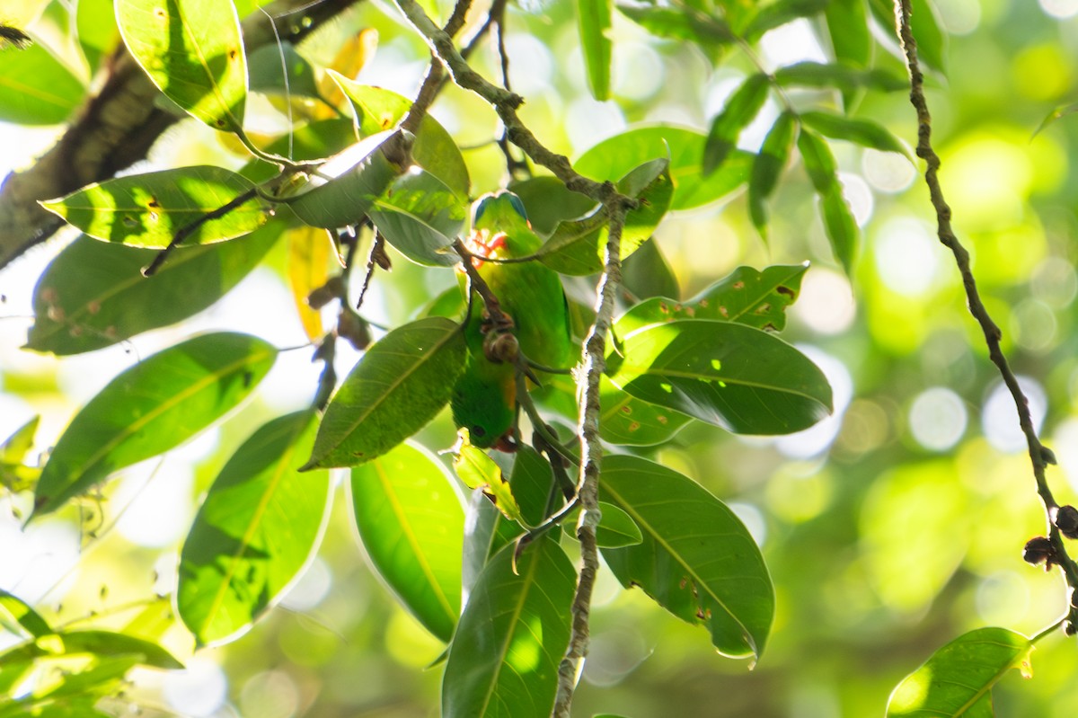 Yellow-throated Hanging-Parrot - ML643928958