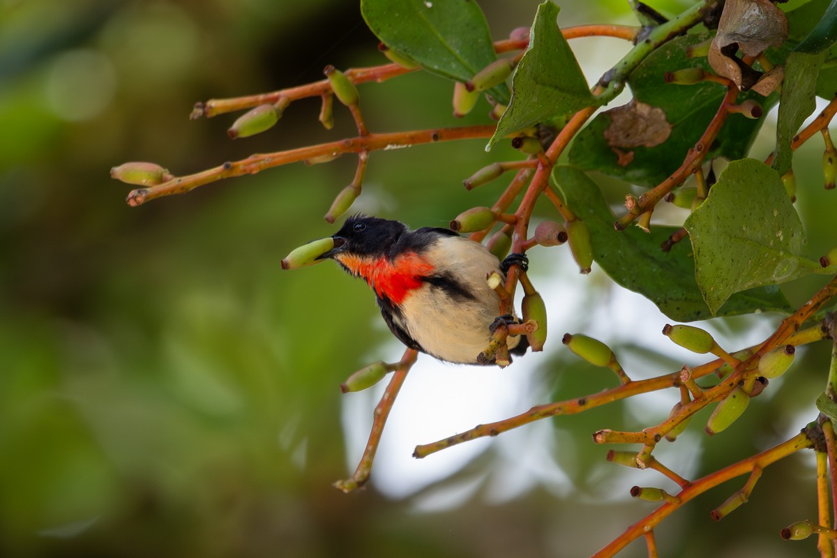 Javan Flowerpecker - ML643928965