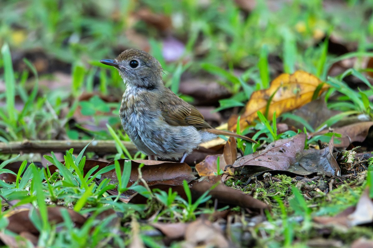 オリーブミツリンヒタキ - ML643928970