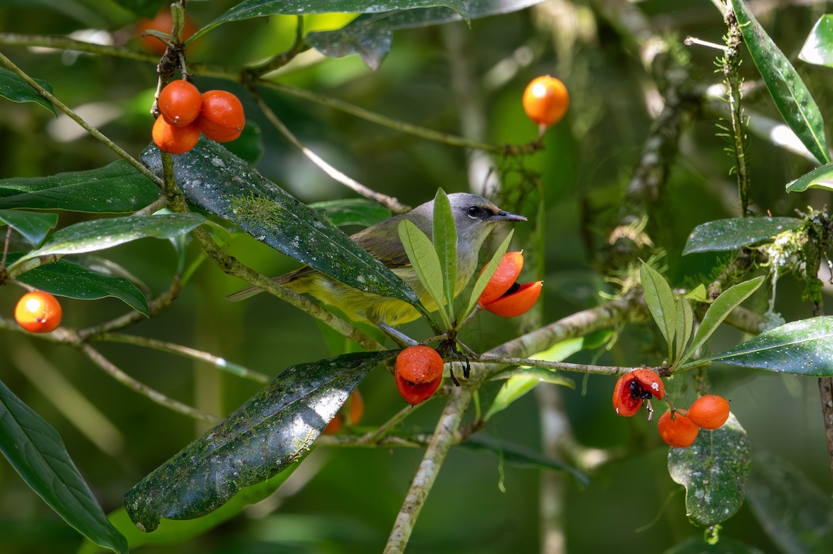 Javan Heleia - ML643928976