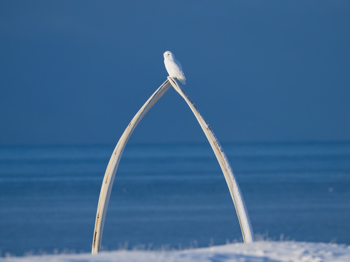 Harfang des neiges - ML643928986