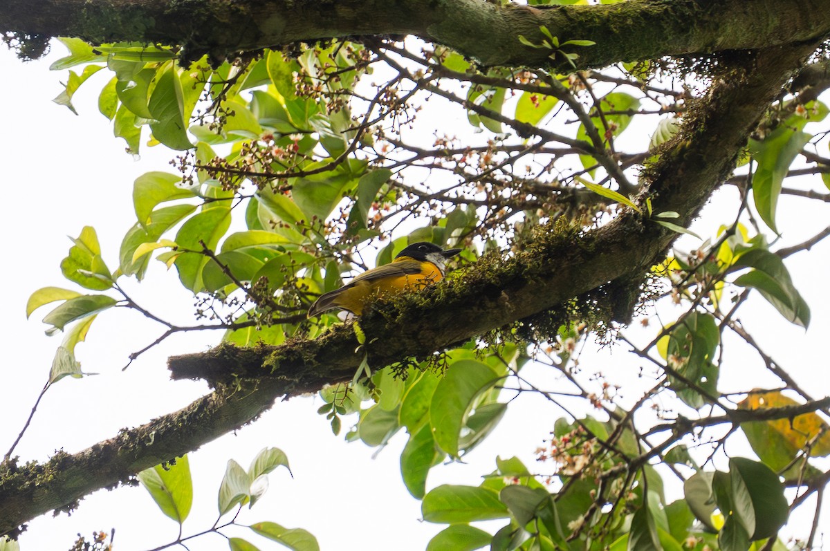 Tenggara Whistler - ML643928989