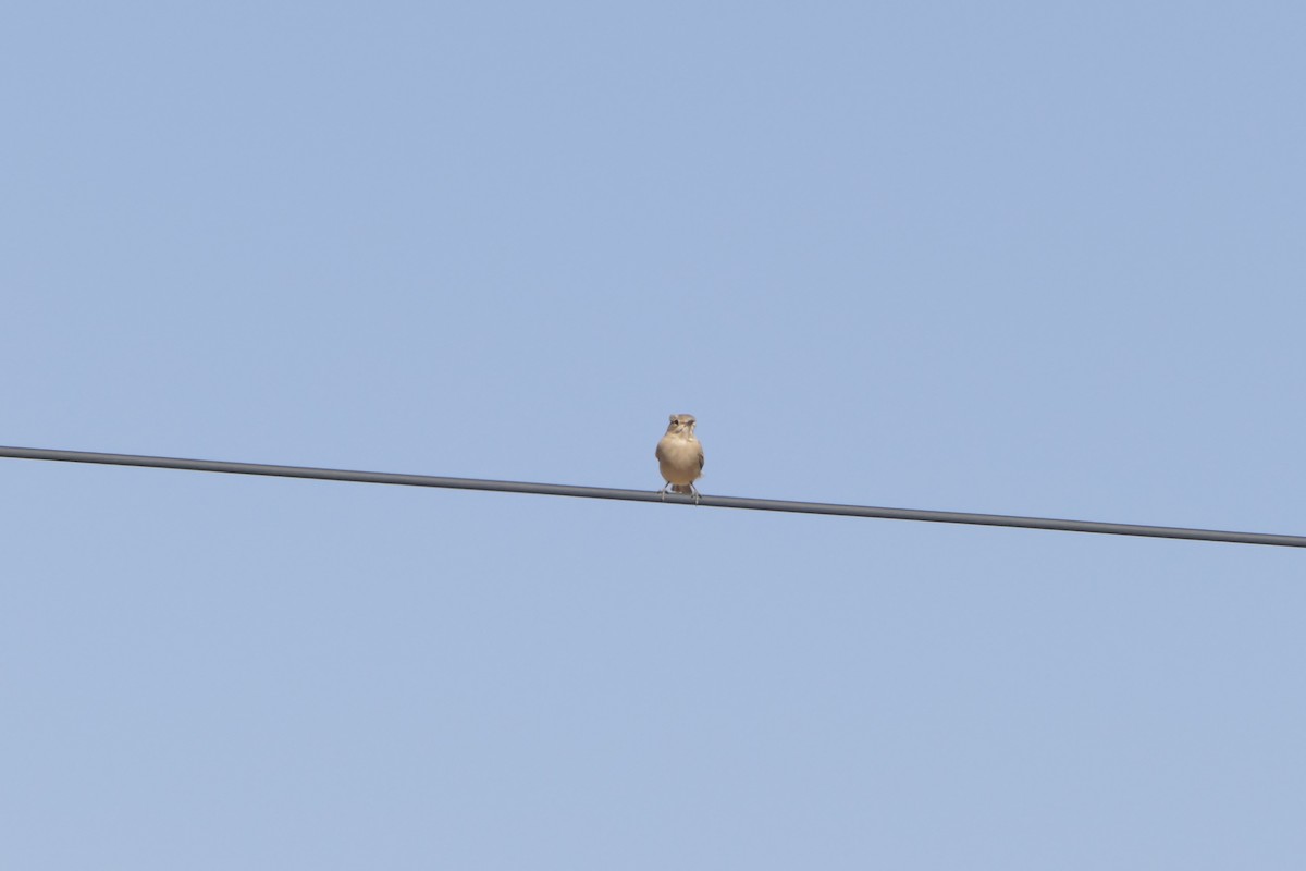 Chat Flycatcher - ML643928992