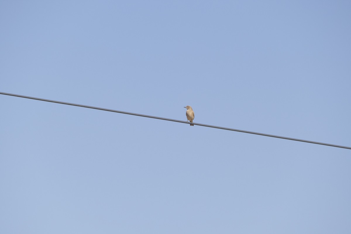 Chat Flycatcher - ML643928993