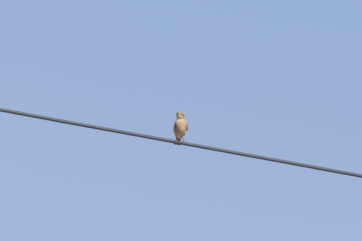 Chat Flycatcher - ML643928995