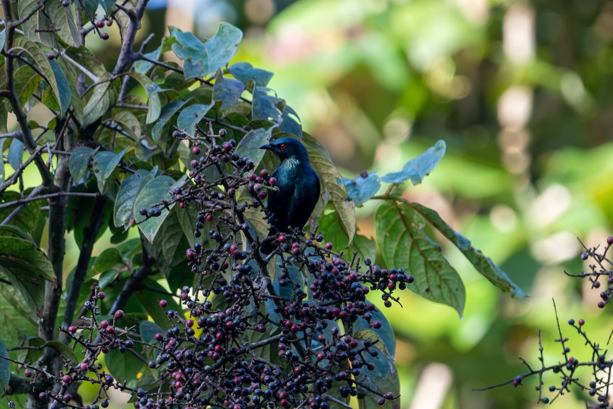 Short-tailed Starling - ML643929005