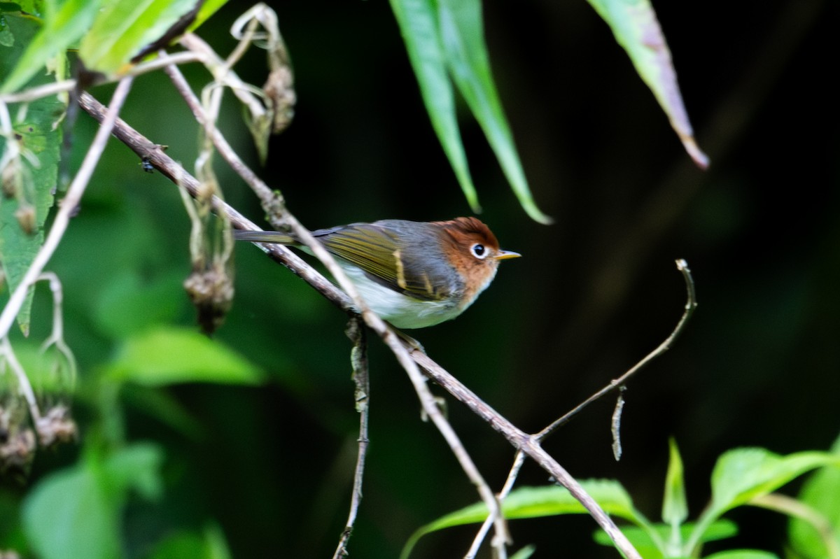 Sunda Warbler - ML643929009