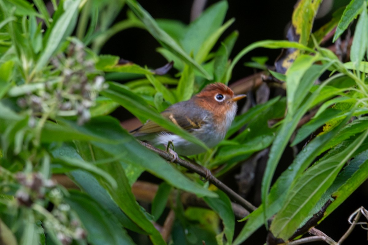 Sunda Warbler - ML643929010