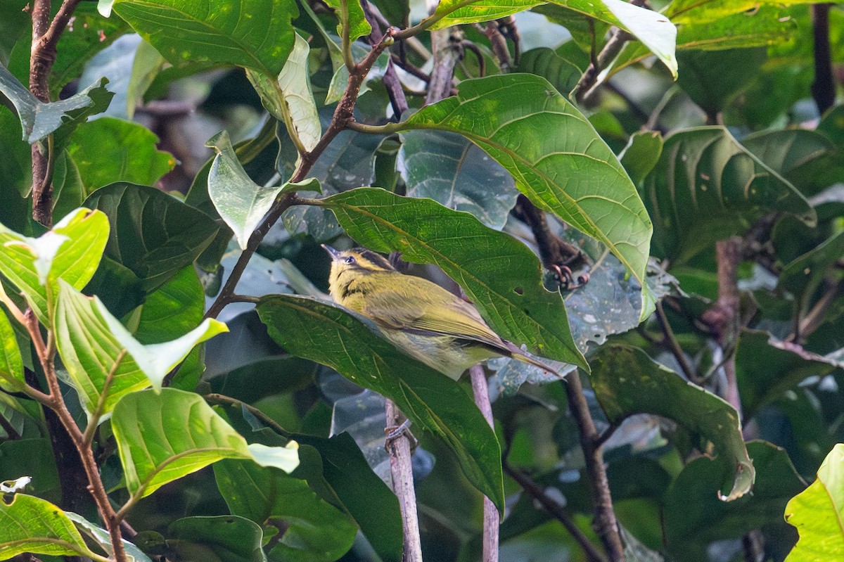Mountain Leaf Warbler - ML643929011