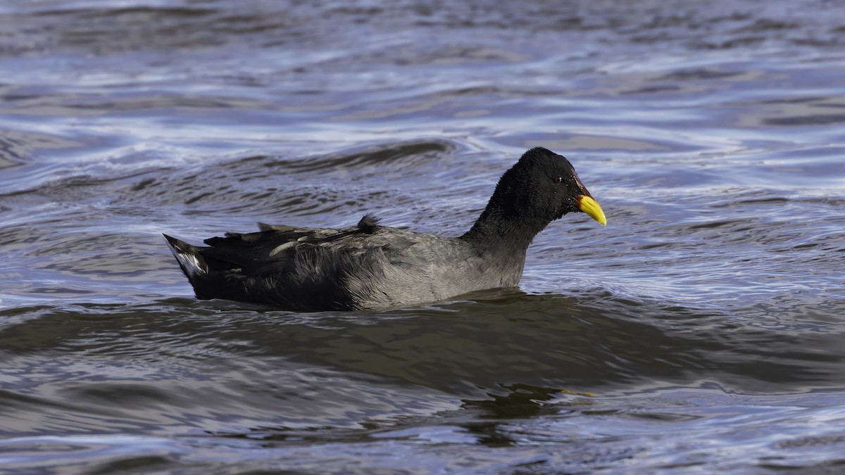Red-fronted Coot - ML643929021