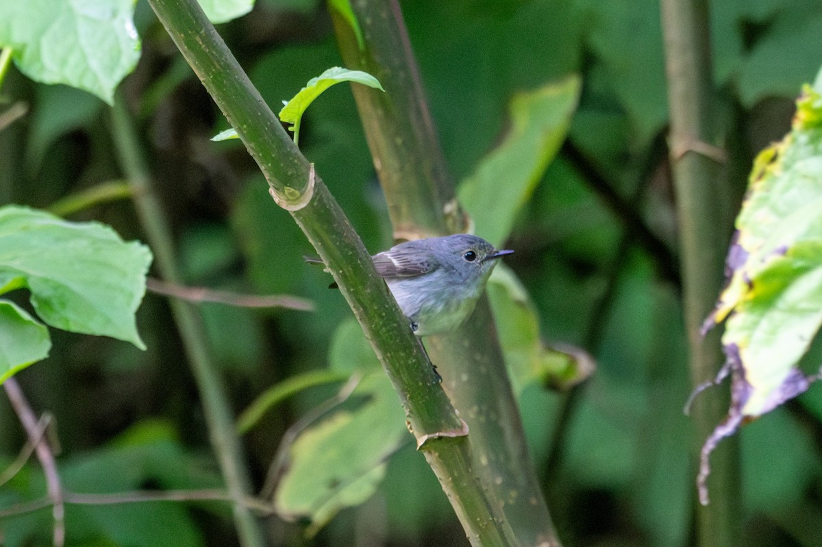 Little Pied Flycatcher - ML643929032
