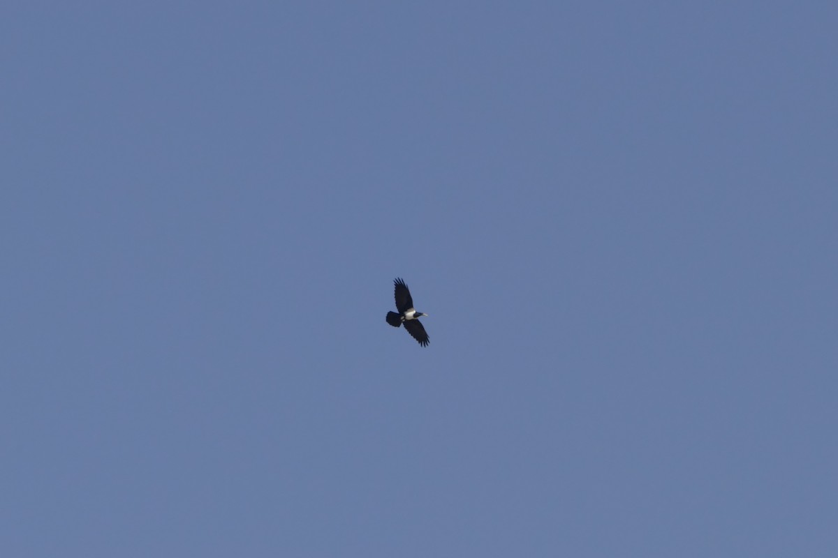 Pied Crow - ML643929039