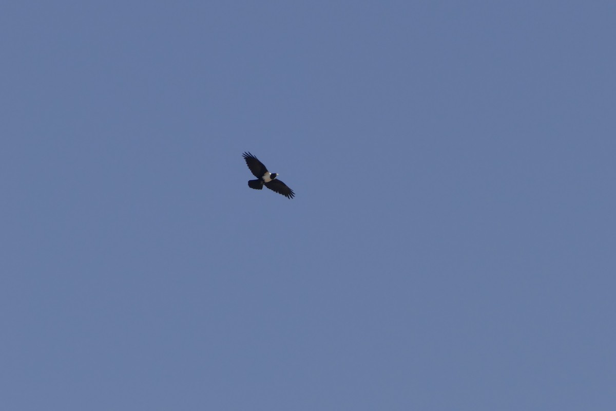 Pied Crow - ML643929040