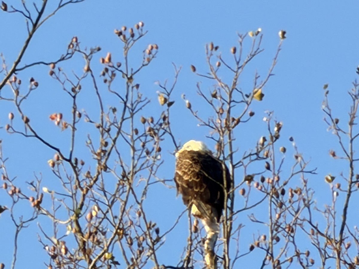 Bald Eagle - ML643929045