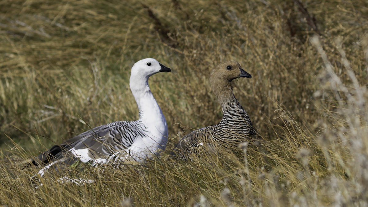 Upland Goose - ML643929060