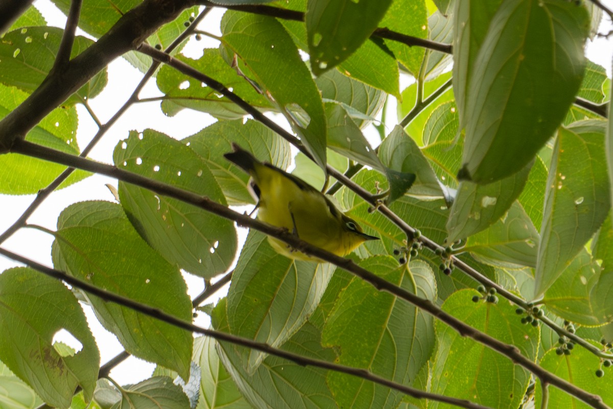 Sangkar White-eye - ML643929079