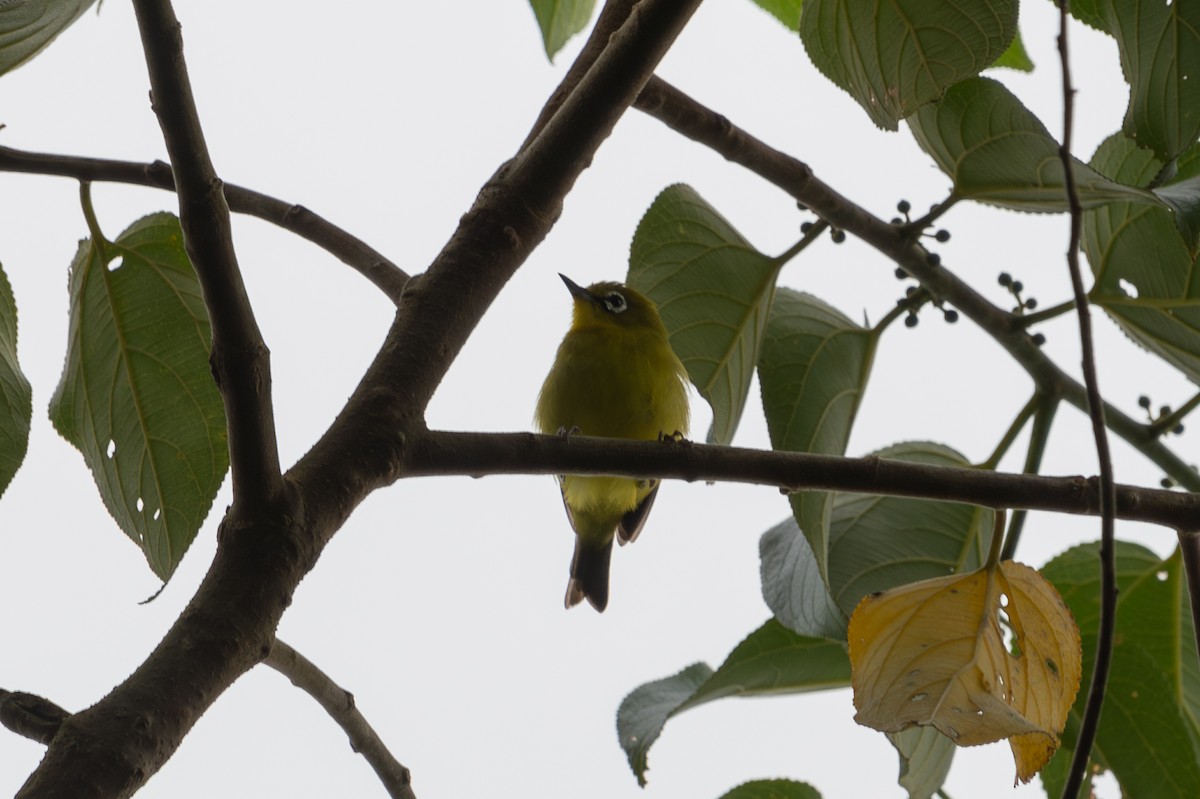 Sangkar White-eye - ML643929081