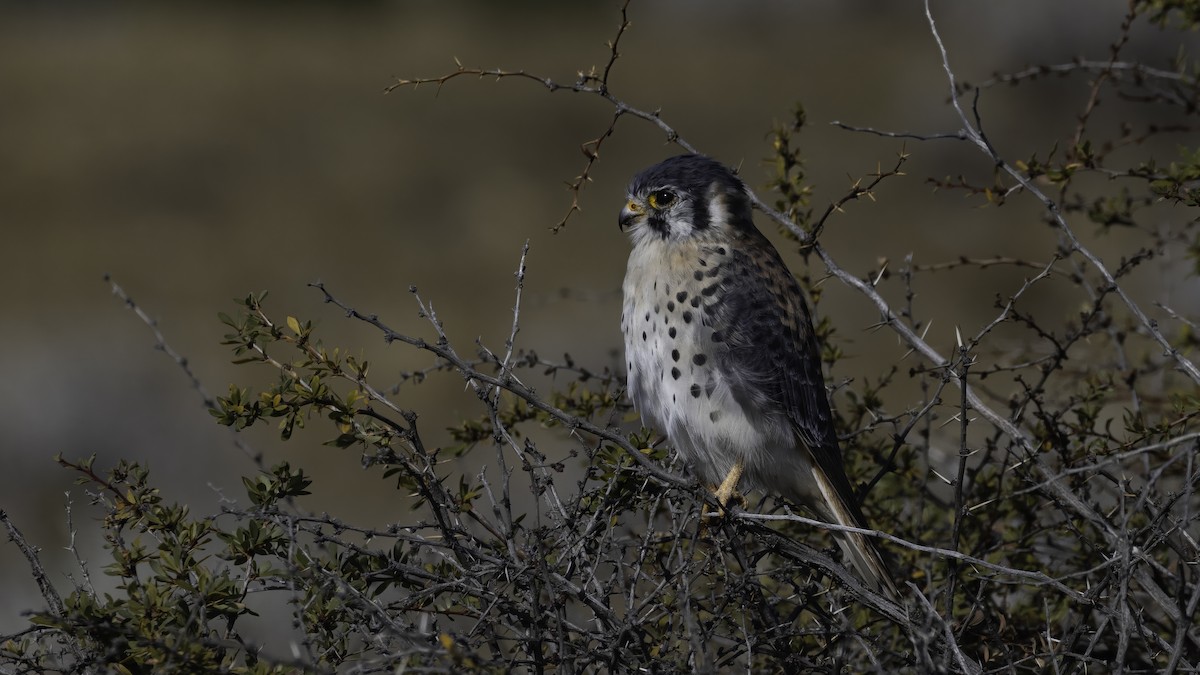 American Kestrel (South American) - ML643929082