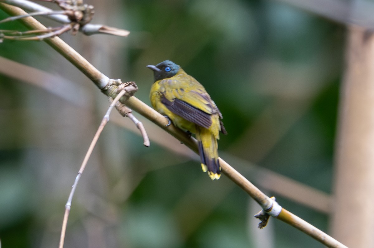 Black-headed Bulbul - ML643929094