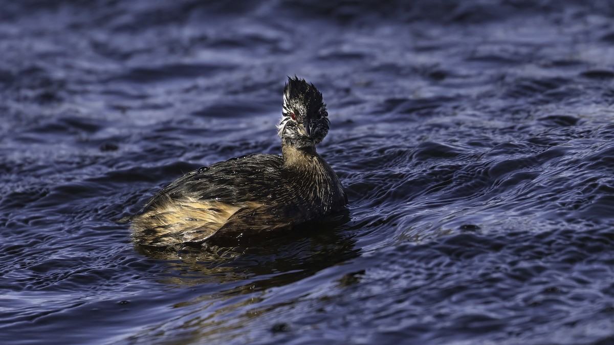 White-tufted Grebe - ML643929098