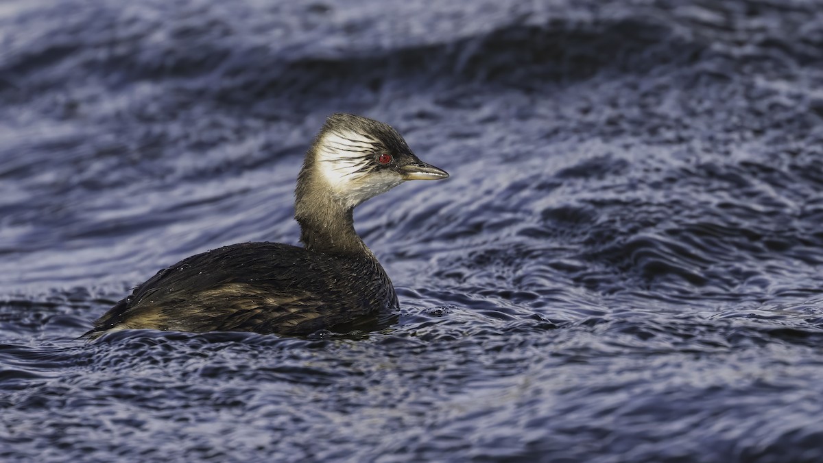 White-tufted Grebe - ML643929099