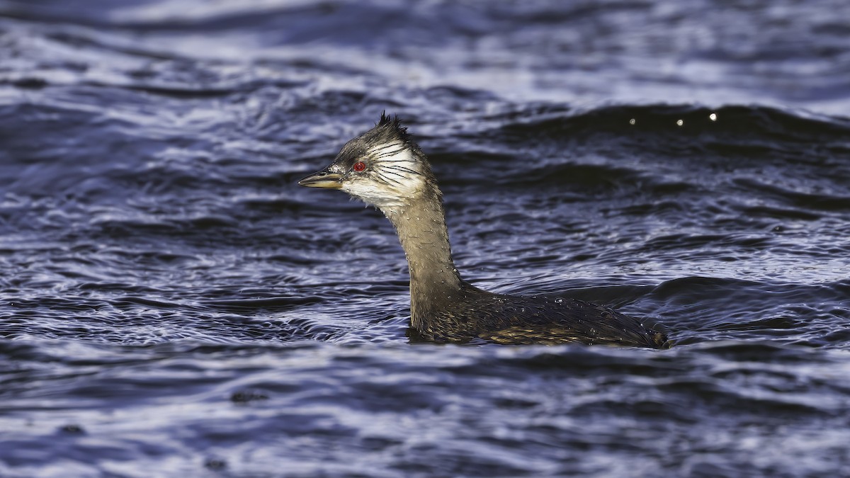 White-tufted Grebe - ML643929100