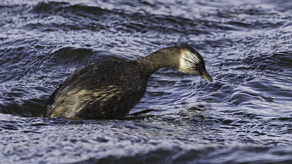 White-tufted Grebe - ML643929101