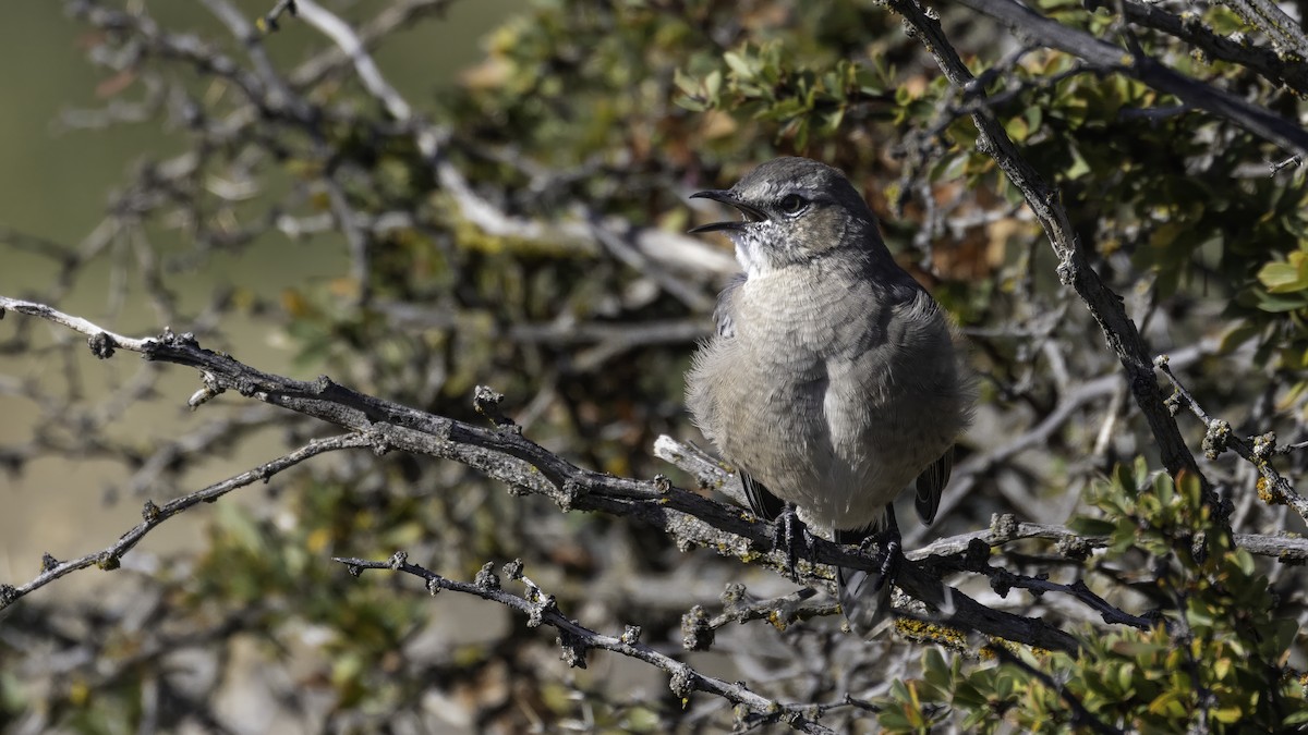 Patagonian Mockingbird - ML643929131