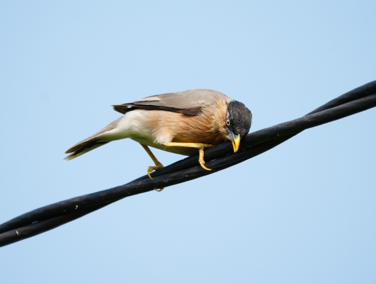 黑冠椋鳥 - ML643929152