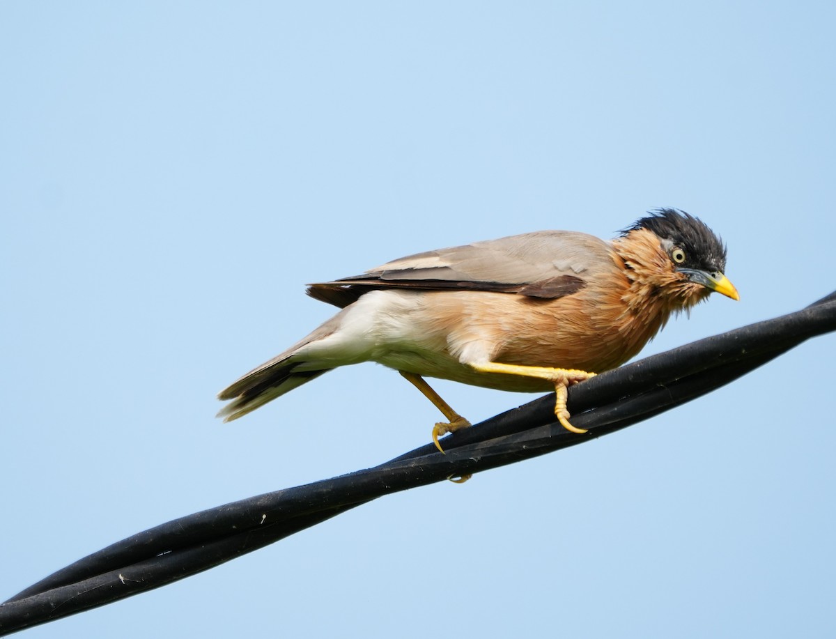 黑冠椋鳥 - ML643929153