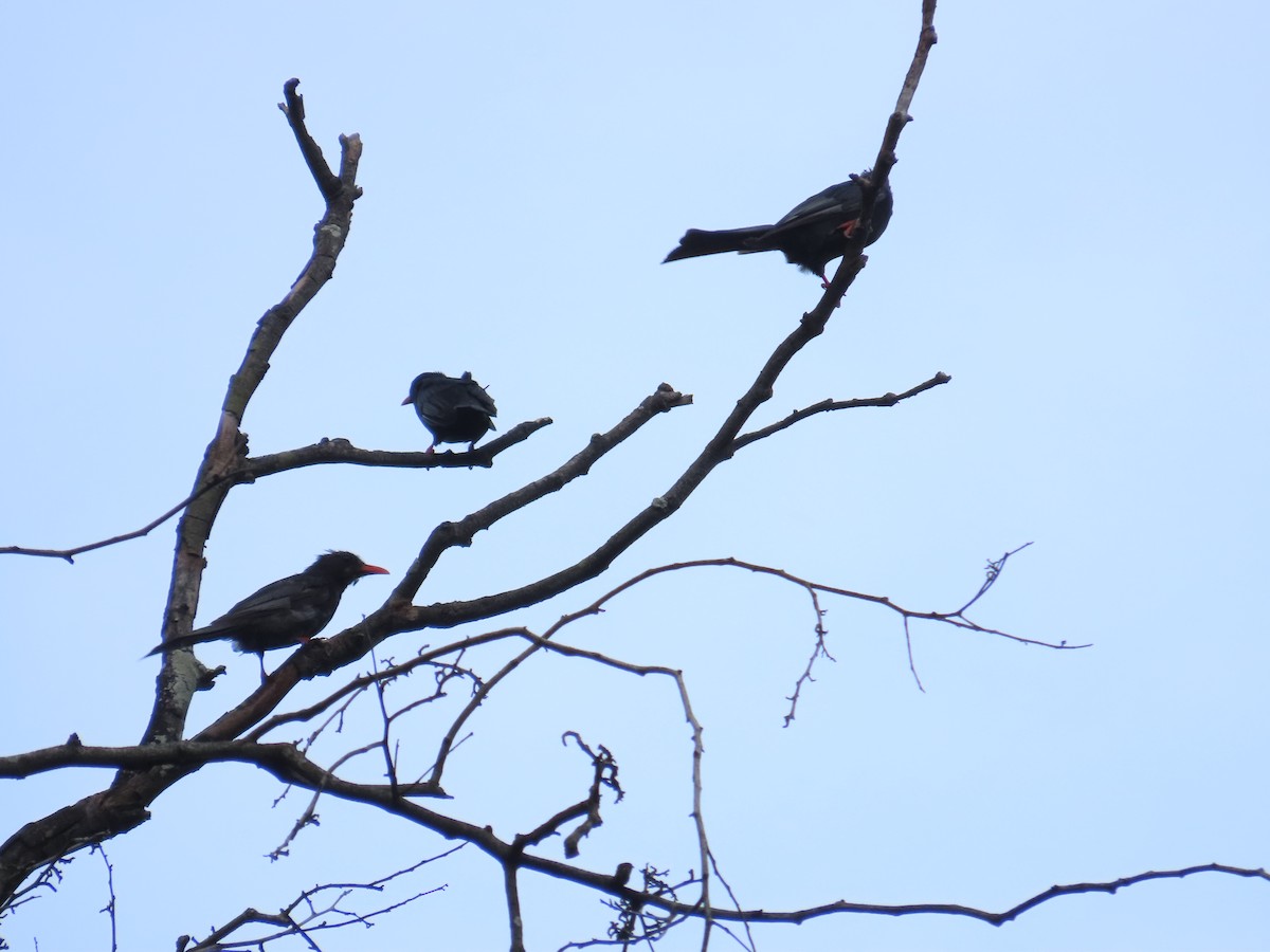 Black Bulbul (Gray-winged) - ML643929157