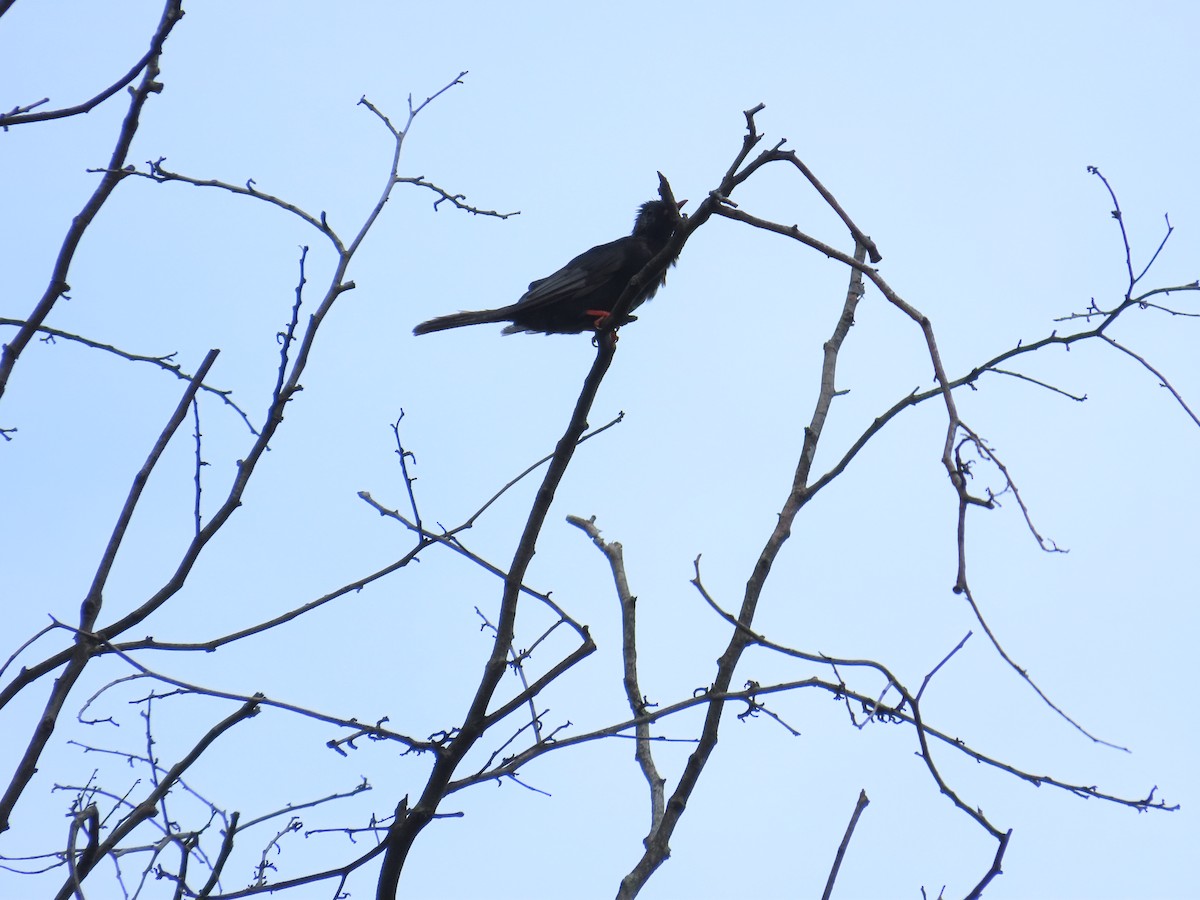Black Bulbul (Gray-winged) - ML643929158