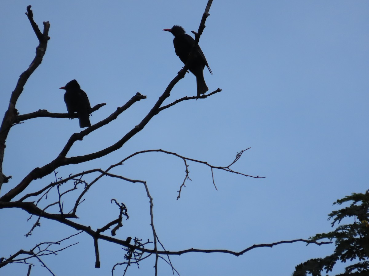 Black Bulbul (Gray-winged) - ML643929159