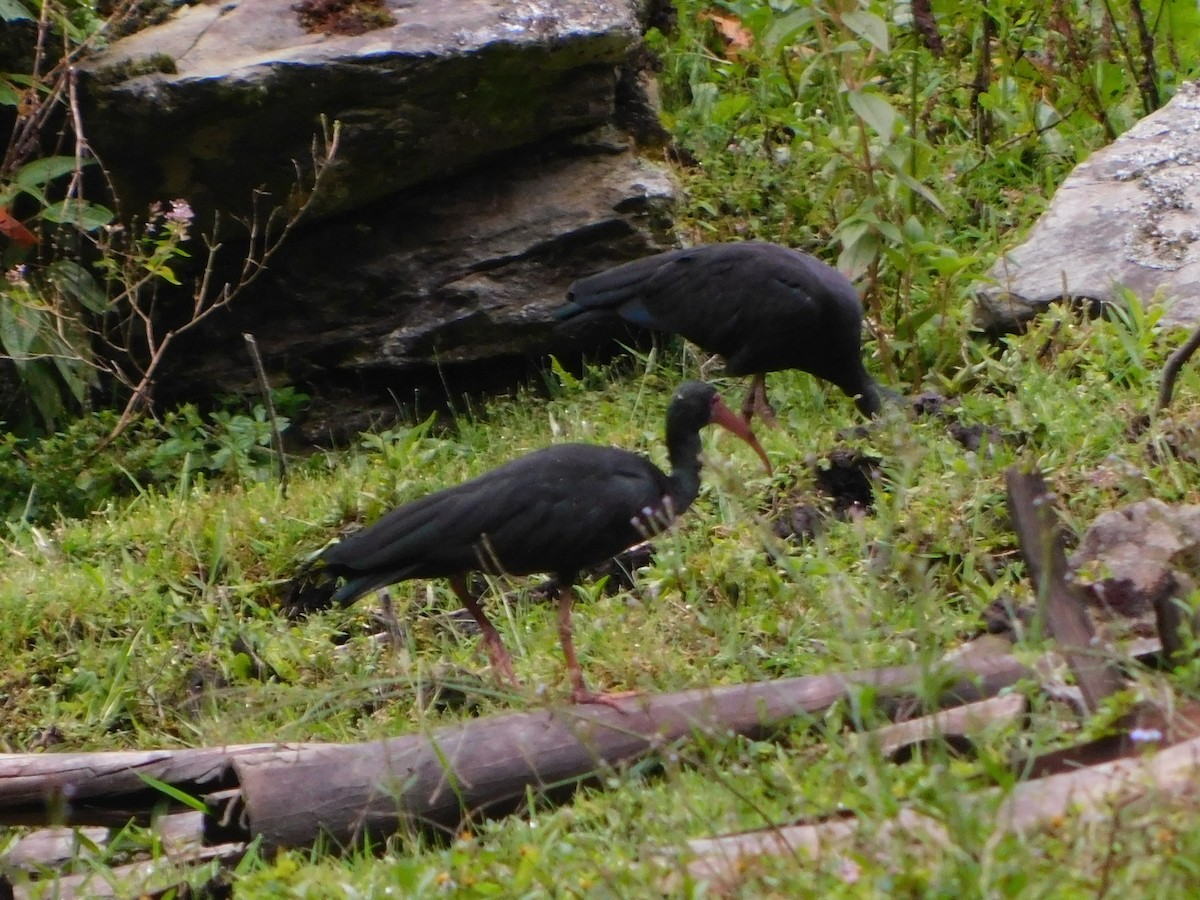 rødmaskeibis - ML643929169