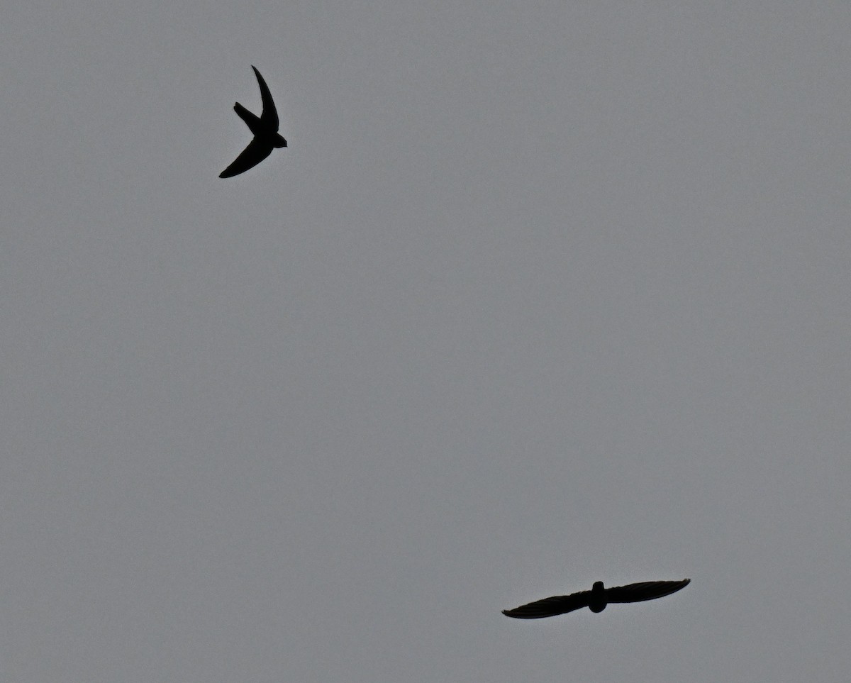 Collocalia/Aerodramus sp. - ML643929173
