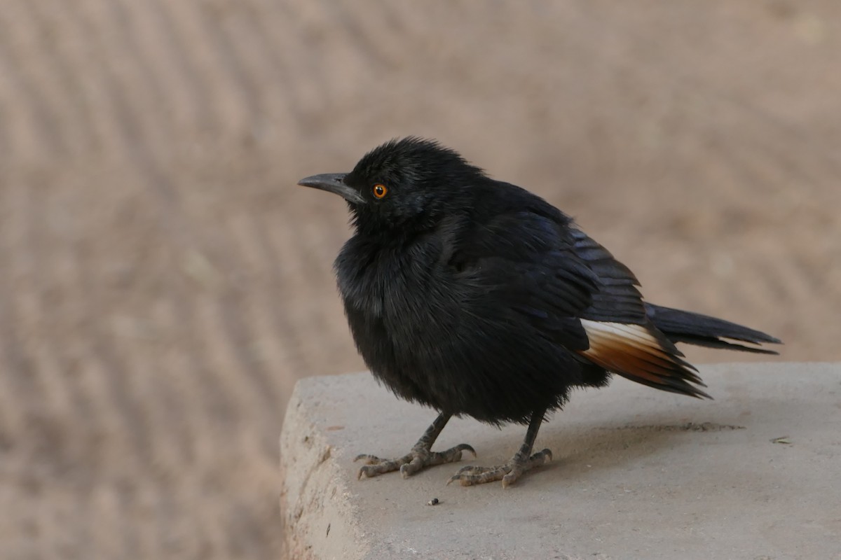 Pale-winged Starling - ML643929175