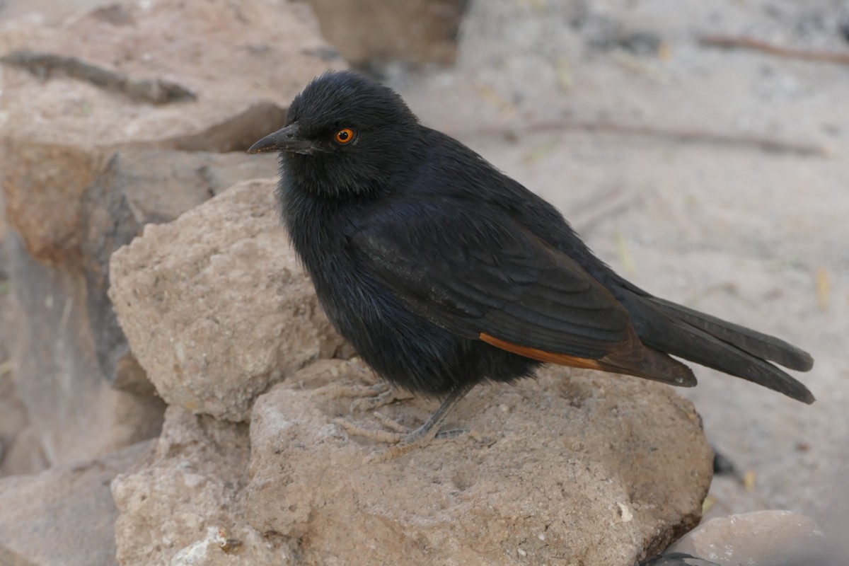 Pale-winged Starling - ML643929176