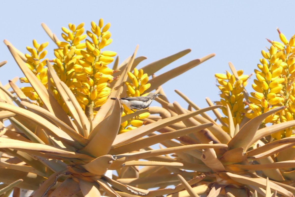 Dusky Sunbird - ML643929219