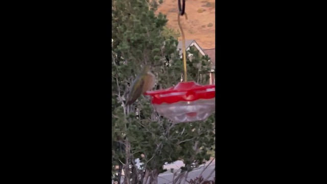 Broad-tailed Hummingbird - ML643929239