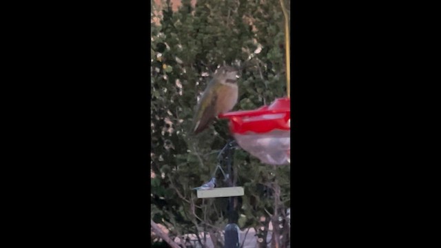 Broad-tailed Hummingbird - ML643929244