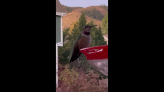 Broad-tailed Hummingbird - ML643929245