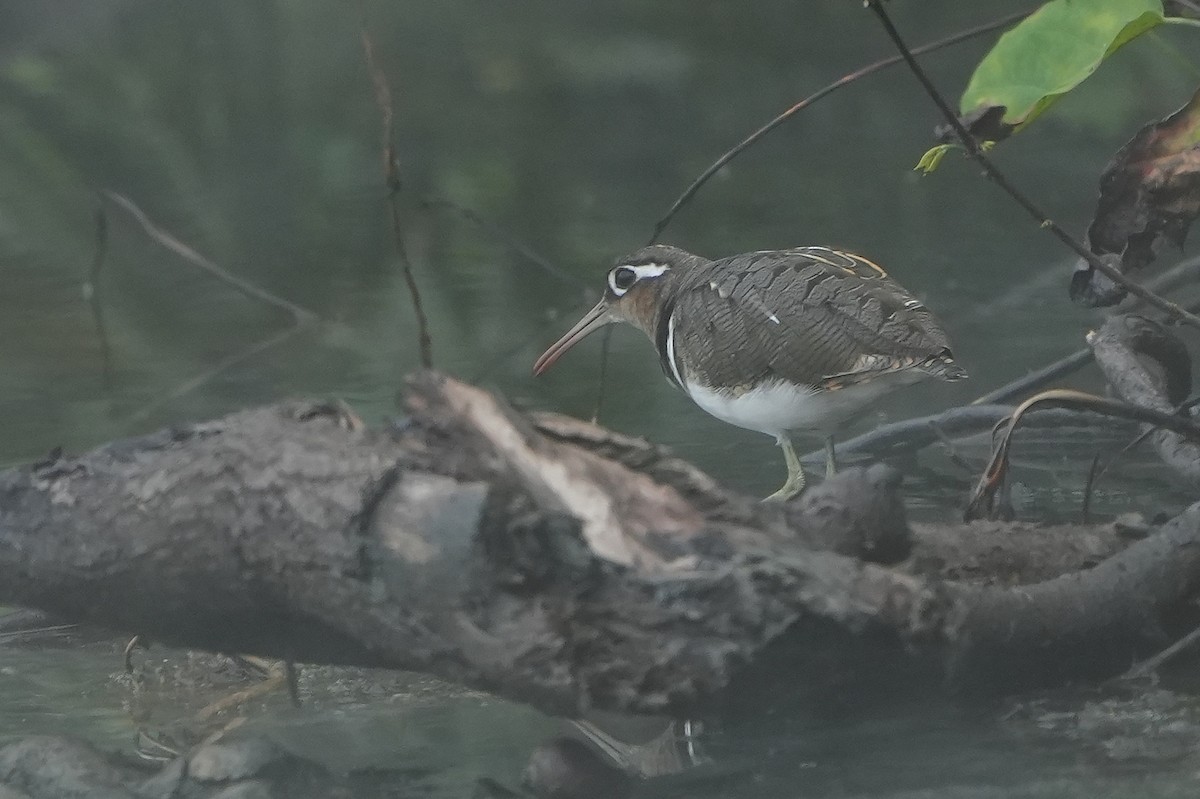 Greater Painted-Snipe - ML643929249