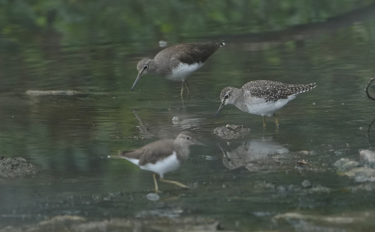 Wood Sandpiper - ML643929265