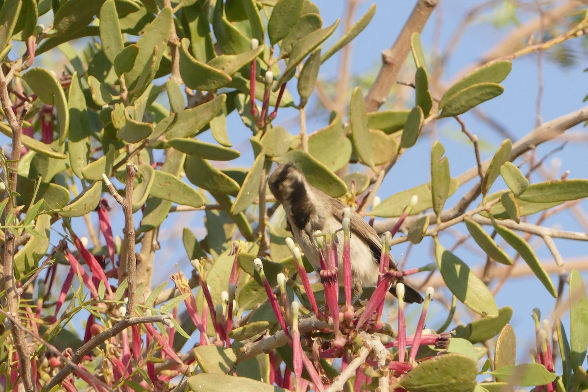 Dusky Sunbird - ML643929295