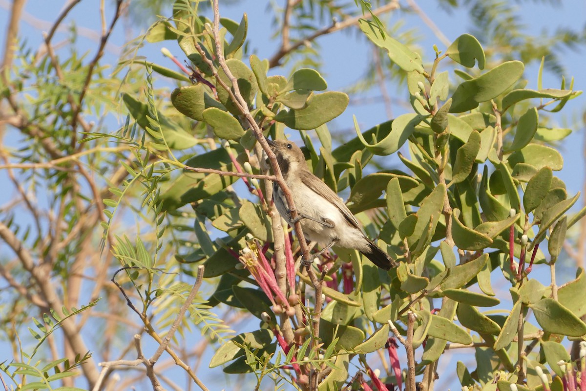 Dusky Sunbird - ML643929297