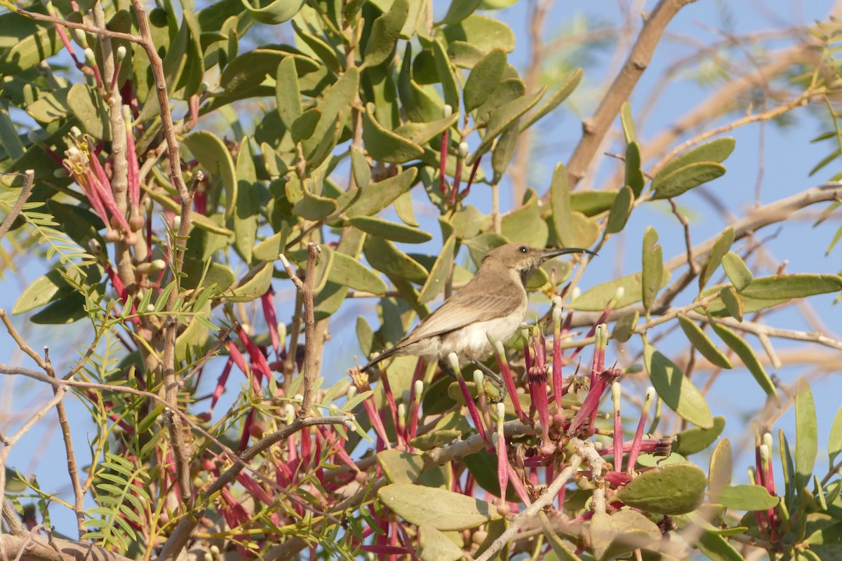 Dusky Sunbird - ML643929298