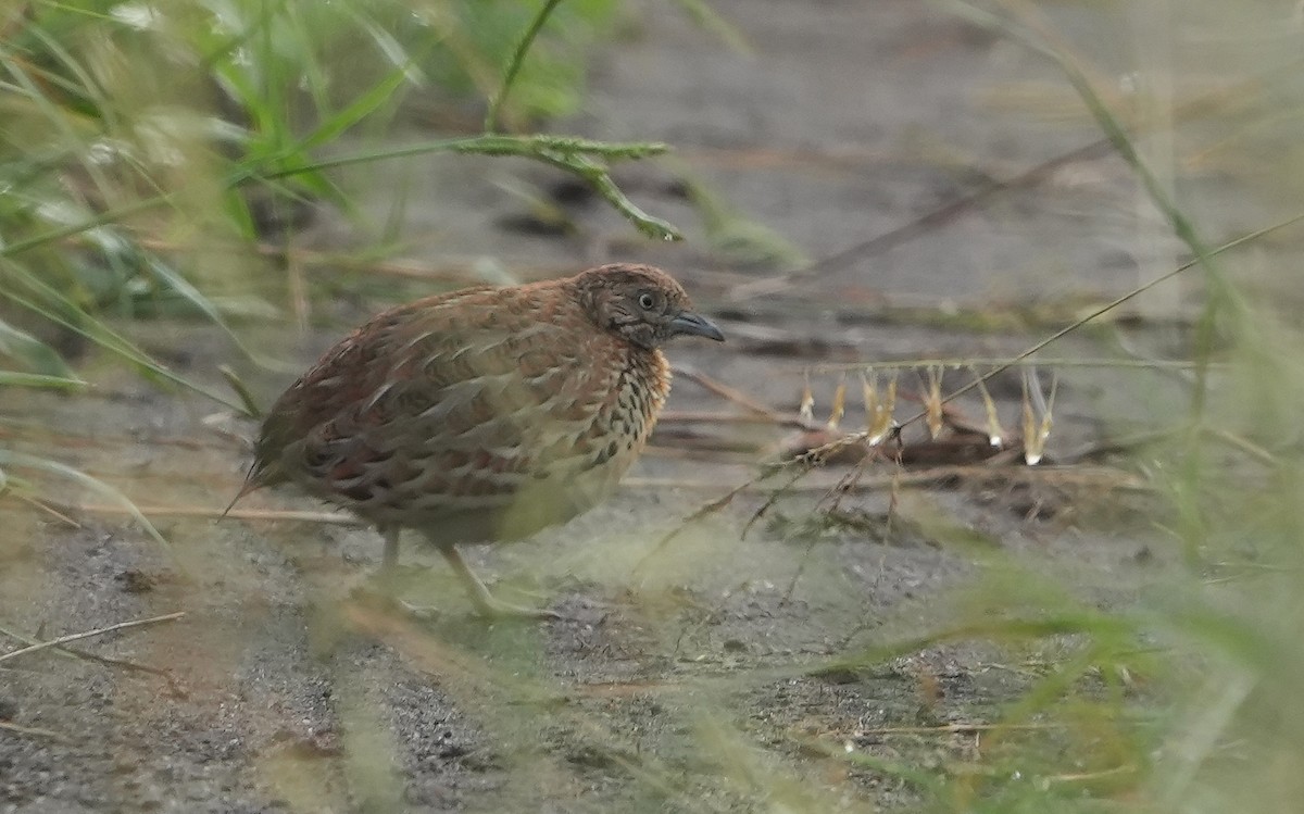 Small Buttonquail - ML643929327