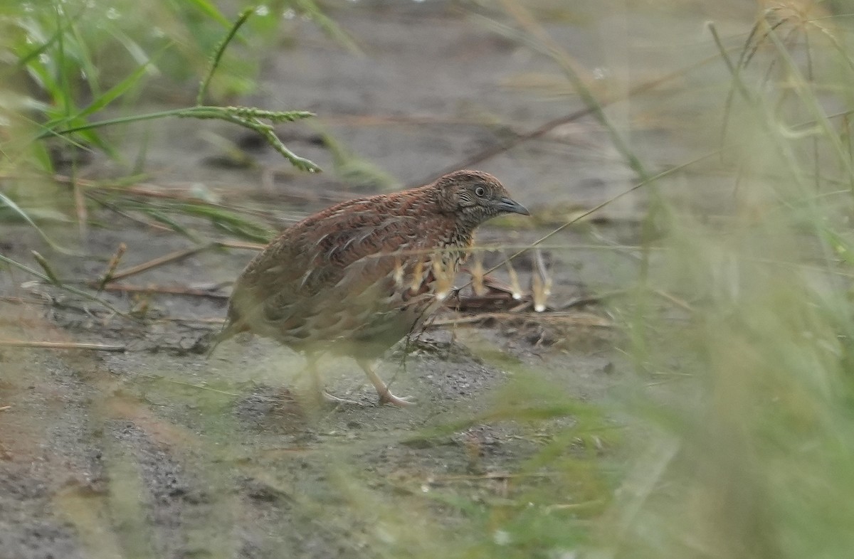 Small Buttonquail - ML643929328